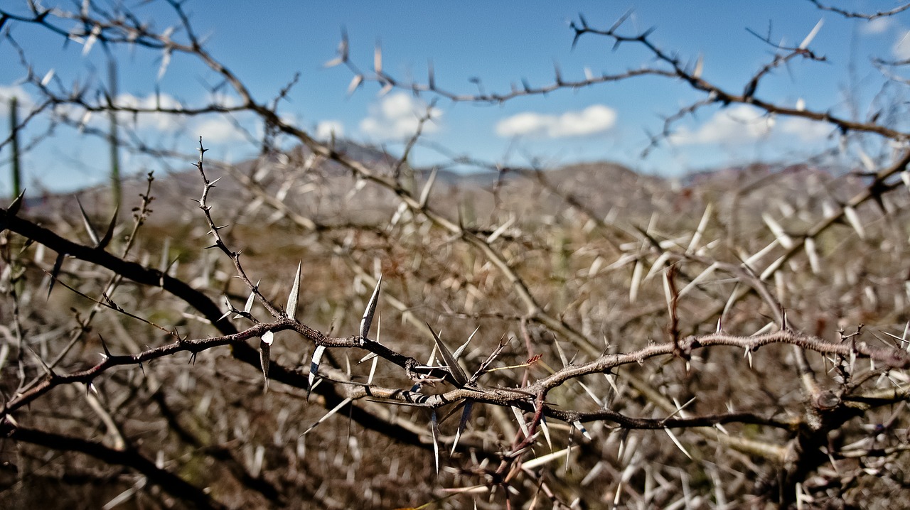 desert, thorns, cactus-447244.jpg
